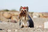 YORKSHIRE TERRIER 319